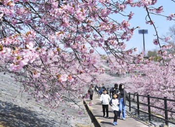 「河津桜」かれんな彩り　いわき・21世紀の森公園で見頃