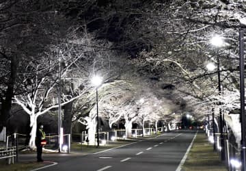 4月から「夜の森の桜並木」ライトアップ