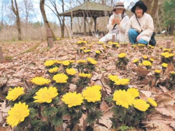 春告げるフクジュソウ　富山県内4月中旬の暖かさ