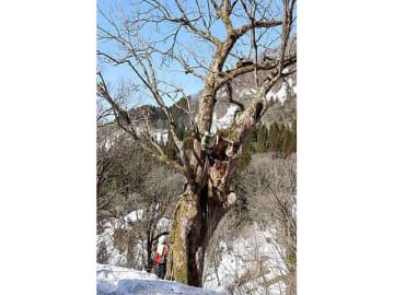 守れ樹齢800年「脇谷のトチノキ」　富山県南砺市利賀、雪による枝折れで腐朽対策