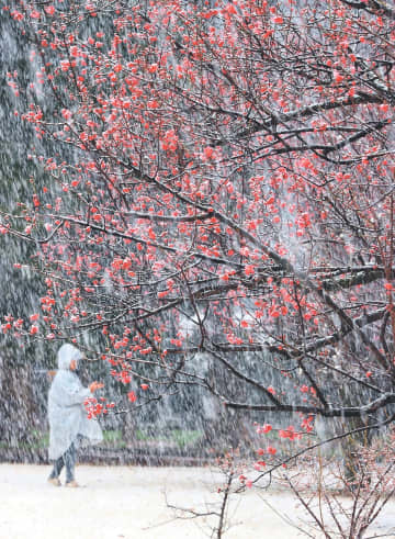 紅梅に春の雪　富山市馬場記念公園