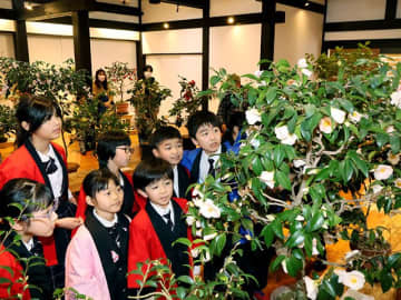 色鮮やか、愛好家や児童ら育てた70鉢　富山県南砺市でいのくち椿まつり