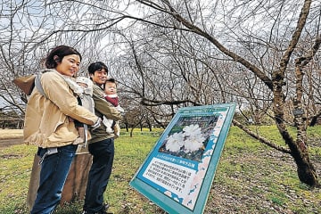 サクラ解説パネル設置　県中央植物園　早咲き46種