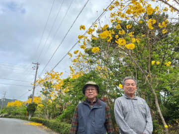 500本の「イペーがイッペー」　春に映える黄色、見頃　うるま・沖縄