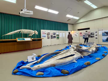 全長8.7メートル、ザトウクジラの骨格を初展示　東村で「海獣展」30日まで　沖縄