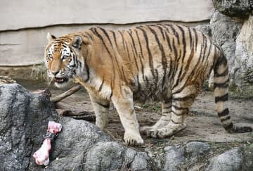 最高齢アムールトラ死ぬ、富山　20歳雌、ツンデレの「ミー」