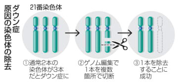 ダウン症原因の染色体除去に成功　ゲノム編集で、三重大研究チーム