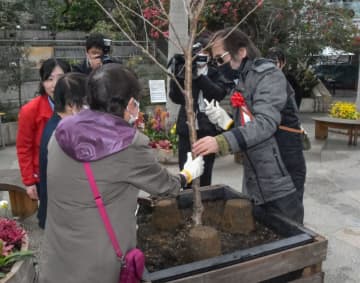 優雅な香りの桜を植樹、鳥取　視覚に障害あっても楽しんで