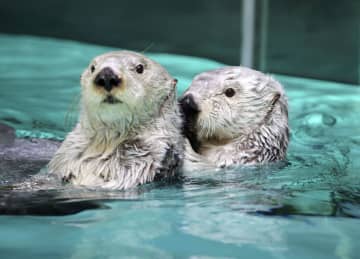 混雑緩和、ラッコ観覧1分に制限　国内唯一飼育、三重・鳥羽水族館