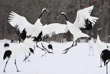 北海道、タンチョウ確認数が最多　1900羽超える、分布域も拡大