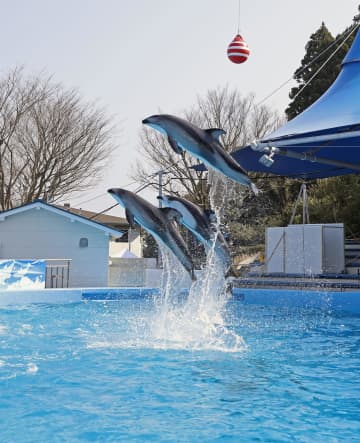 のとじま水族館が全面再開　地震後初のイルカショー