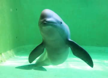 人工哺育のスナメリ死ぬ　三重・鳥羽水族館