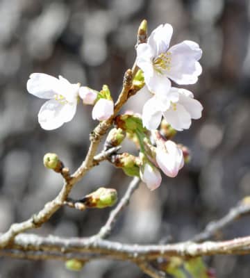 高知、熊本に桜の便り　全国トップ、各地で夏日