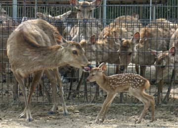 奈良公園に子ジカ誕生、今年初　体長51センチの雌