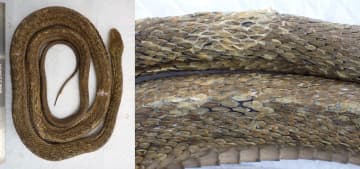 ヘビ真菌症、野生で初確認　沖縄・与那国、致死率40％