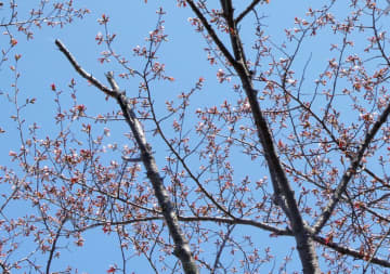 北海道・網走で日本一遅い桜開花　桜前線、4カ月かけ日本列島縦断