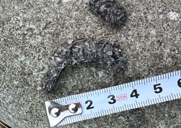 長崎・対馬でカワウソ生息再確認　5年ぶり、野生個体繁殖か