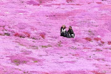 丘染める見頃のシバザクラ　北海道大空町
