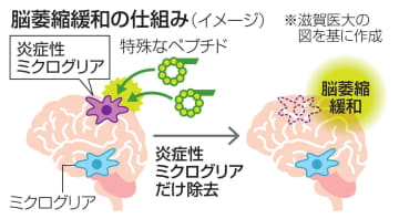 ペプチド使い脳萎縮緩和　脳性まひ治療に期待