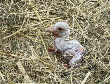 韓国のコウノトリ卵、ふ化　兵庫、遺伝的特徴多様化へ