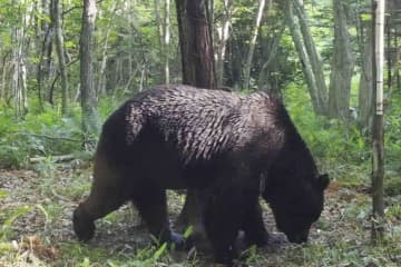 ヒグマOSO18は極度の肉食系　骨分析、福井県立大など