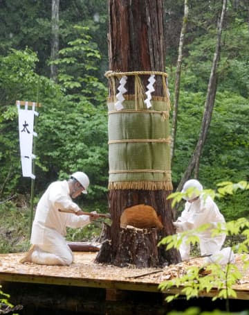 ご神体納める器の木材伐採　長野、伊勢式年遷宮で