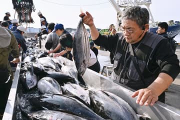 初夏の味覚カツオ初水揚げ　福島・いわき、港に活気