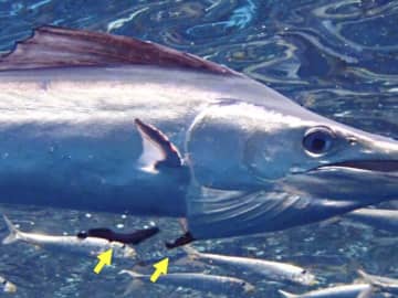 コバンザメ、掃除で相手にお返し　イメージ払拭？水族館発表、福島