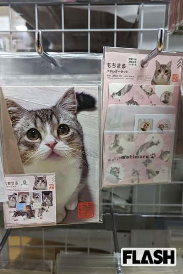「もちまる日記」活動再開も“体調不良動画”以降に登録者数2万人“激減”病院で撮影、炭酸水ドッキリで飼い主に“見切り”つける視聴者続出