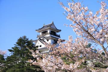 【この春に行くべき高知県の桜の名所5選！】コントラストが美しい「高知城」ほか樹齢500年超えの名桜も！