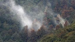 スギ花粉の飛散本格化　量は5段階で最高、まるで煙幕のよう…　兵庫県