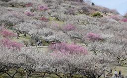 紅白の梅8千本、山肌を染め　たつの・綾部山梅林　陽気で一気に開花