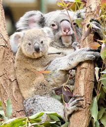 雄の赤ちゃんコアラすくすく、名前決めて！　神戸の王子動物園「4案から投票を」