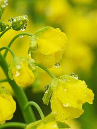 鮮やか菜の花、雨粒まとう　春本番間近で寒の戻り　神戸総合運動公園