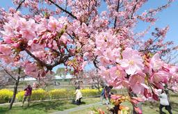 ピンクと黄色、春色競演　カワヅザクラが見頃、菜の花も　神戸・西郷川河口公園