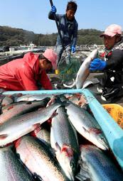 旬の味覚「白鷺サーモン」出荷最盛期　脂の乗り良く、歯ごたえ十分　海外輸出分も増加　姫路・家島諸島