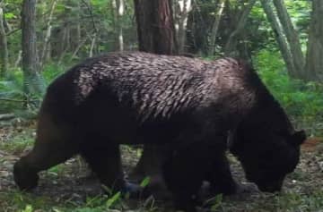 【ヒグマ速報】あの"牛喰い忍者クマ"「OSO18」由来の地″オソツベツ″で新たにクマ1頭を目撃…ついに冬眠から目覚めたか？町道を横切る姿をドライバーが目撃_警察が注意呼びかけ　北海道標茶町