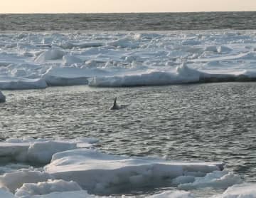 【イルカが流氷に閉じ込められる】氷の塊に周囲をふさがれ"缶詰め状態"となったイルカ発見…翌日には姿が見えなくなる―無事脱出できた？北海道根室市