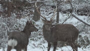 【格闘!?】住宅街ウラにシカの群れ現る！「ケンカかな」カメラマンの目の前で2頭が角を突き合わせる10分間に＿“行動の意味”を聞いてみた〈北海道室蘭市〉