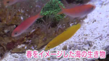 「きれいです」子どもたちも大満足！優雅に泳ぐあかね色や黄金色の魚たち“春をイメージした華やかな生き物”を展示「登別マリンパークニクス」イソギンチャクやサンゴの仲間も＜北海道登別市＞