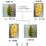 静岡大学が無花粉スギを開発　花粉症対策に大きな期待