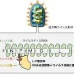 狂犬病ウイルスの弱点　RNA合成酵素の新規機能部位を岐阜大学などが発見