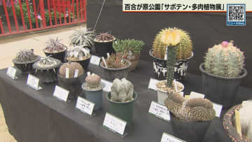 サボテン人気 展示会にぎわう 交配してオリジナル品種も