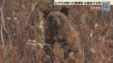 ヒグマは何を食べてきた？ ある部位を使って分析