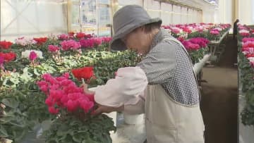 鮮やかな色と上品な香りが魅力　冬を彩るシクラメン 出荷ピーク迎える