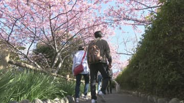 早咲きの桜満開　一足早い春　千葉県勝浦市の官軍塚公園