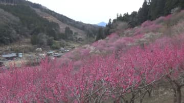 群馬・下仁田町　フクジュソウ・紅梅が見ごろ