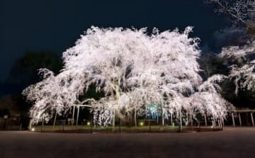 六義園のしだれ桜のライトアップイベントは3月22～28日まで