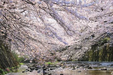 例年10万人以上が楽しむ「町田さくらまつり」！