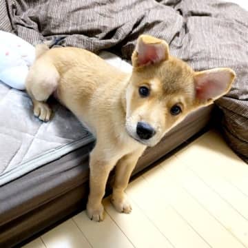 元保護犬、ウェディングフォトで夫婦と記念撮影　今は“赤ちゃん思いの兄”として家族の真ん中に　夜泣きを教えてくれる、頼れる存在